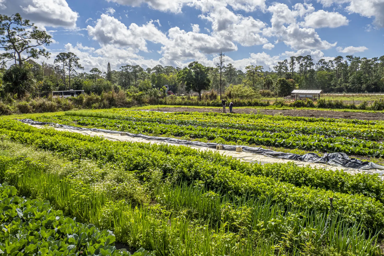 Agricultural field at Holman's Harvest Farm in Loxahatchee Groves