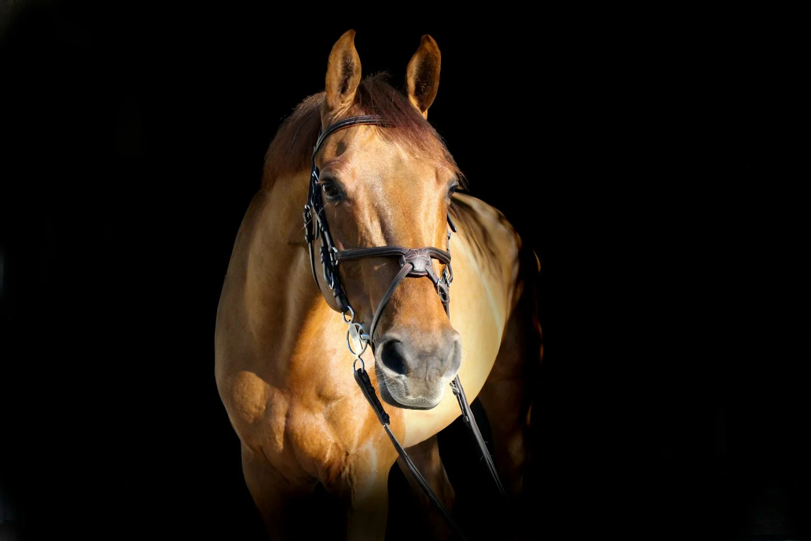Portrait of a brown horse wearing a bridle against a dark background